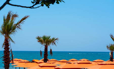 Sea and palm trees above bright orange sun umbrellasの写真素材