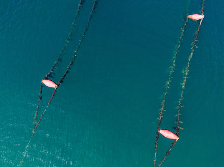 A mussel farm in the Mediterranean. Ropes supported by floats with suspended mussels.の写真素材