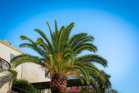 A tall palm tree framed against a vibrant blue sky near a Mediterranean-style villa, evoking tropical warmth and relaxation.の写真素材