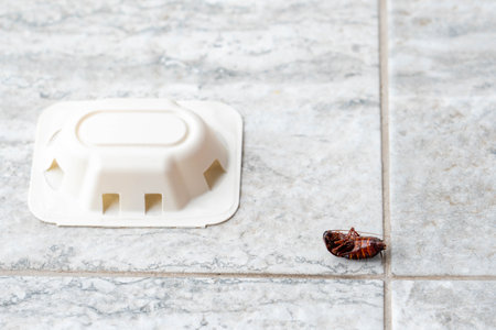 Hygiene issue with cockroach and pest control device in homeの写真素材