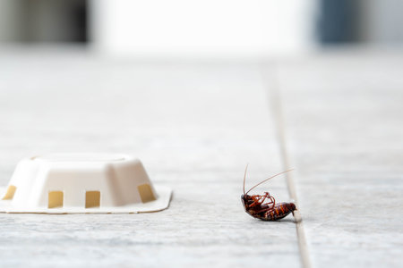 Cockroach near bait trap on household floor tile for pest control.の写真素材
