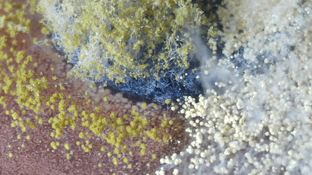 Aspergillus flavus and Staphylococcus aureus on a textile sample