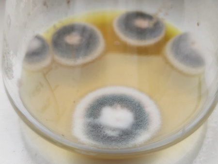 Penicillium colonies on sabouraud dextrose agar