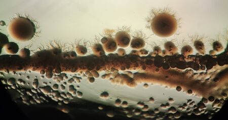 Beautiful fractal pattern bacterial colonies growthの写真素材