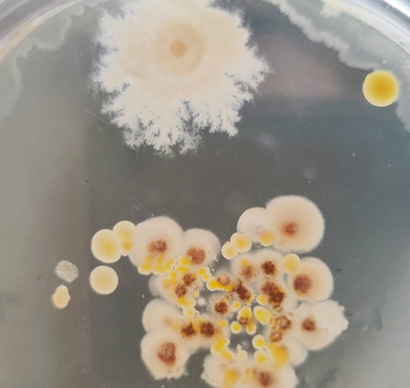 A Bacillus genus bacterial colony and fungal colonies of Aspergillus and other fungi