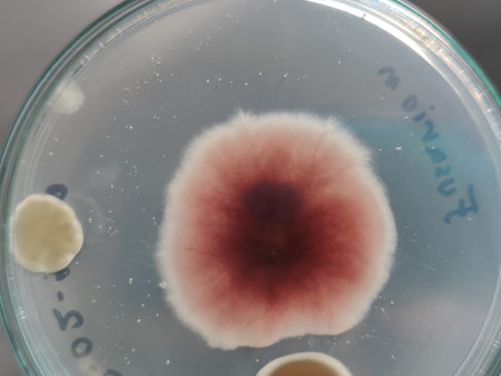 Fusarium oxysporum