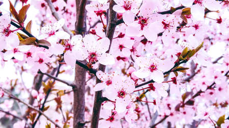 Beautiful blooming branch of cherry tree in spring. Spring backgroundの写真素材
