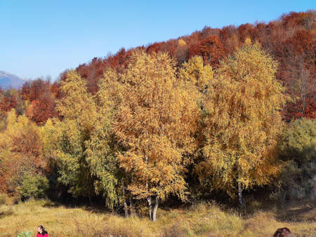 Autumn landscape with yellowed trees in the Carpathian mountainsの写真素材
