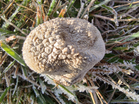 mushroom on the grass in the frost. close-upの写真素材