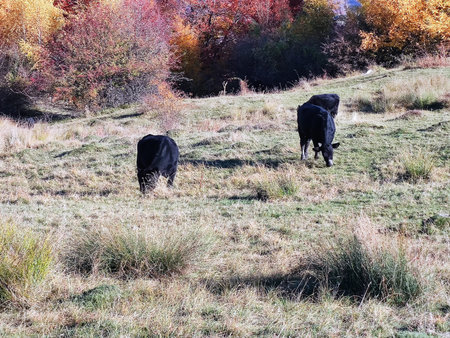 Cows grazing in the autumn meadow. Cows graze in the meadow.の写真素材