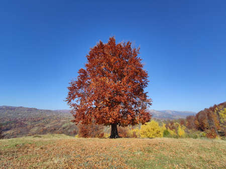 Autumn landscape with a lonely tree on the hillside against the blue skyの写真素材