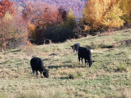 Cows grazing in the meadow in the autumn forest on a sunny dayの写真素材