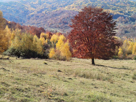 Autumn landscape with colorful forest and meadow in Transylvania, Romaniaの写真素材