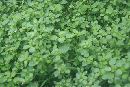 green plants