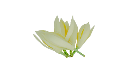beautiful white champaka flower close up isolated on white backgroundの写真素材