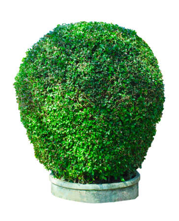 The beautiful bushes close up in cement pond isolated on white backgroundの写真素材