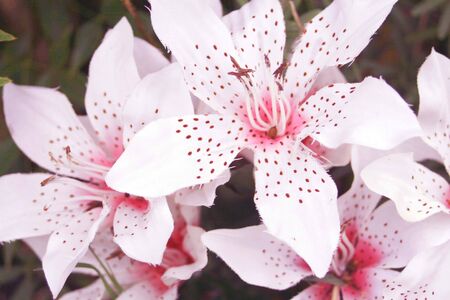 Beautiful white flowersの写真素材