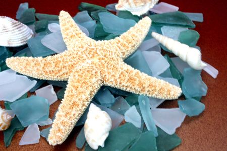 Starfish on rocksの写真素材