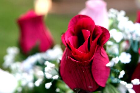 Red rosesの写真素材