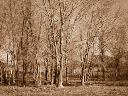 Trees in sepiaの写真素材
