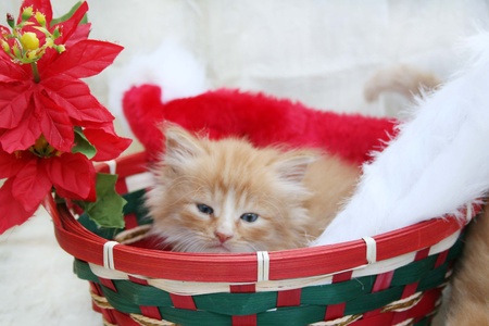 Yellow kitten in Christmas basketの写真素材