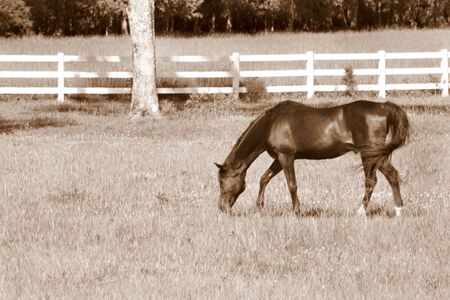 pretty black horse n sepiaの写真素材