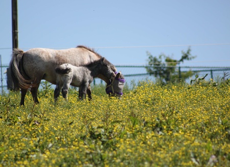 Grey horse with coltの写真素材