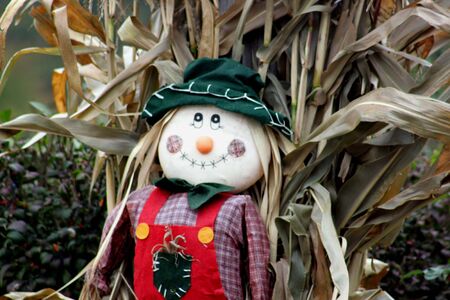 Scarecrow in Corn patch for Halloweenの写真素材