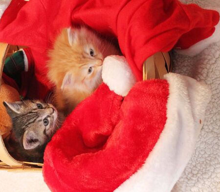 Two kittens in Christmas basketの写真素材