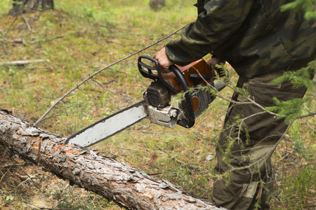 Forestry inspector with a group of foresters marking out the plot for sanitary felling of the forest. Manufacture of the index of the direction of sanitary felling of wood in the Siberian taiga by a chainsaw. Man cuts tree with chainsaw in forest.の写真素材