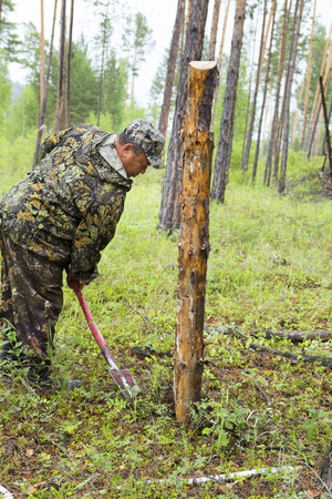Forestry inspector with a group of foresters marking out the plot for sanitary felling of the forest.の写真素材
