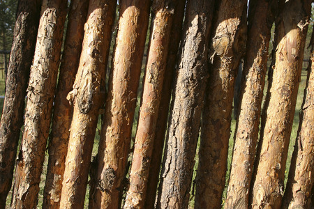 A fence of untreated logs standing upright. Background.の写真素材
