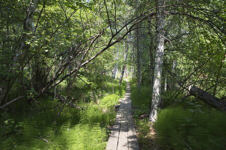 A forest path from the boards runs between numerous trees and bushes in the Siberian taiga.の写真素材