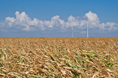 Corn field, wind turbines on background, blue skyの写真素材