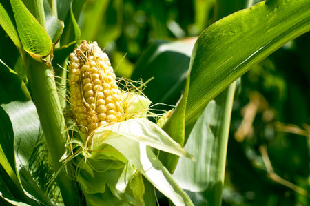 Saturated plant of corn.