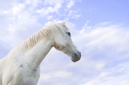 White horse on blue skyの写真素材