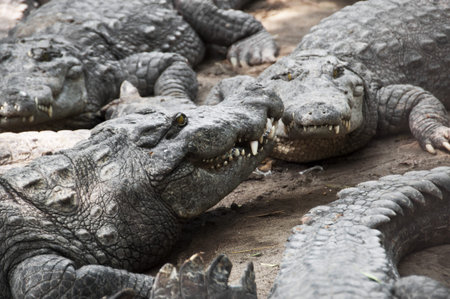 Crocodile in a swamp