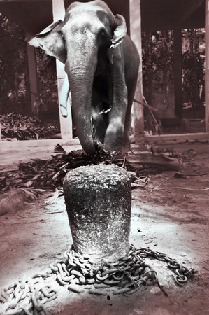 Chained elephantの写真素材