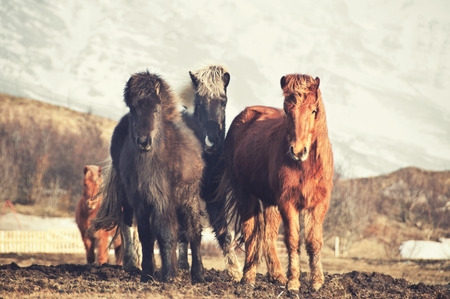 Icelandic horsesの写真素材