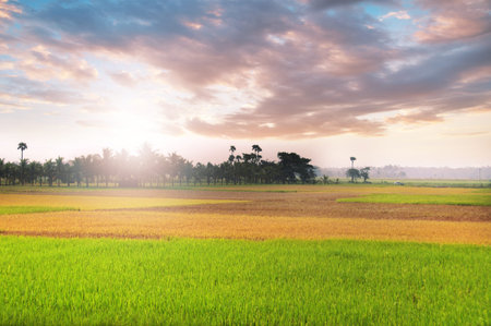 Rice fields at sunset