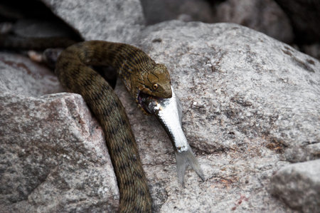 Wild snake eating fish