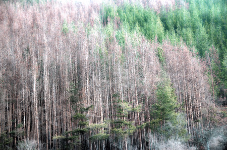 Dead Evergreen Forest due to climatе changes.
