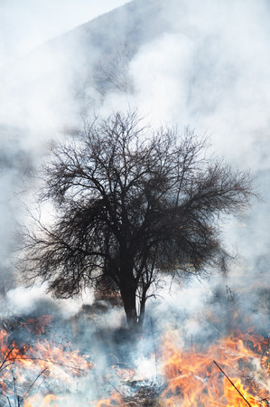 Fire burning at field and forestの写真素材