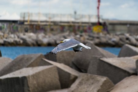 Seagull in flight over the port of Salernoの写真素材