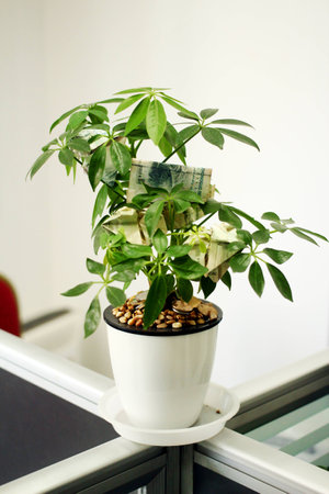 Money treeの写真素材