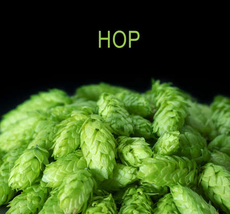 Photo for fresh green hop cones on a dark background. - Royalty Free Image