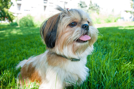Portrait Shih tzu dog lying on grass.の写真素材