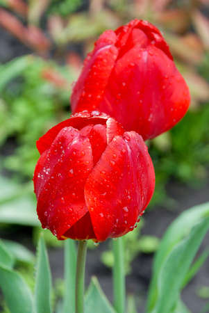Red tulips on green background, leaves, water drops, natureの写真素材