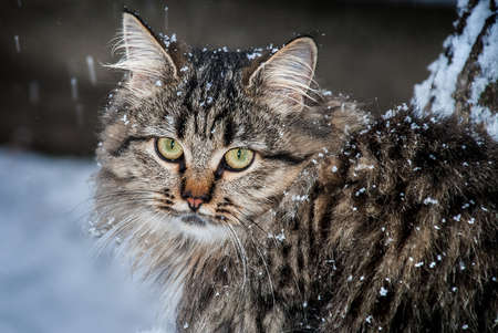 Portrait cat in the snow.の写真素材