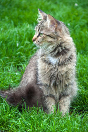 The gray cat sitting in a grass outdoors.の写真素材